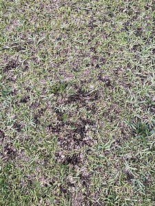 Grub worms or Brown Patch