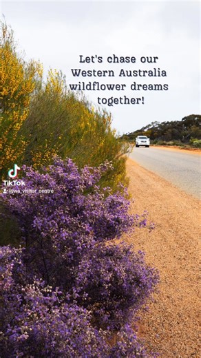 🌼 Western Australia's wildflower season is one of the most stunning natural displays on Earth — from late July through October, the outback and coastlines burst into colour with over 12,000 species, many found nowhere else in the world. Want to chase blooms? Here are some dreamy spots to get your flower fix: 🌸 Everlastings – Bursting to life in the Mid West near Mullewa & Coalseam Conservation Park 💜 Wreath Flowers – A rare gem near between Mullewa and Pindar 🌼 Cowslips & Donkey Orchids – Al