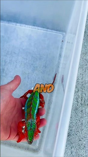 Top 3 Most Colourful Reptiles in the World #facts #africananimal #top3