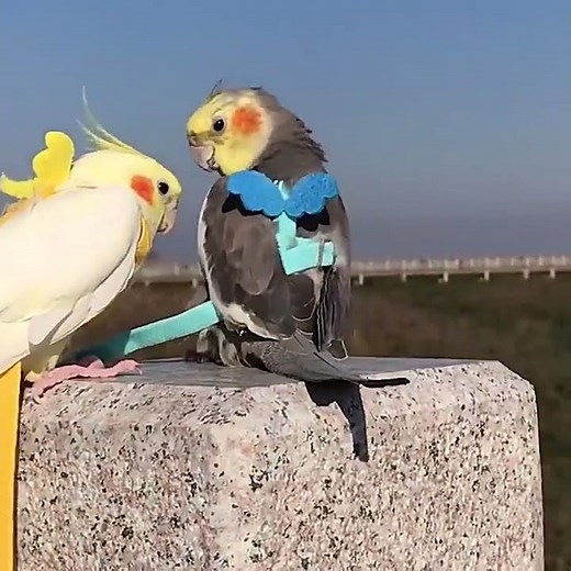 Adjustable Harness with Leash for Birds