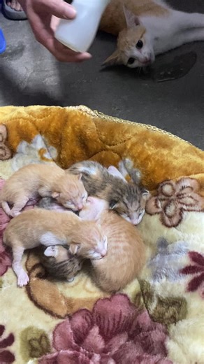 Bé Mèo Cute - Những Video Về Mèo Con Đáng Yêu