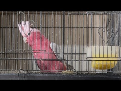 SI GALAH AUSTRALIA YANG MENAWAN