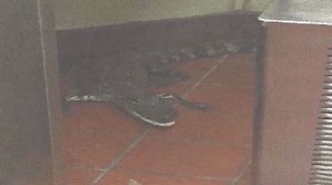 Florida man charged with tossing alligator through Wendy's drive-thru window