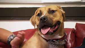 Cesar and Andre meet the firefighters of Chicago’s Engine Company 46 and their firehouse dog, Gigi. #DogNation | National Geographic Animals