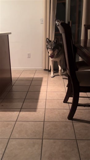 Not the beasty licking his lips before attacking me ❤️🐺 | pet wolf