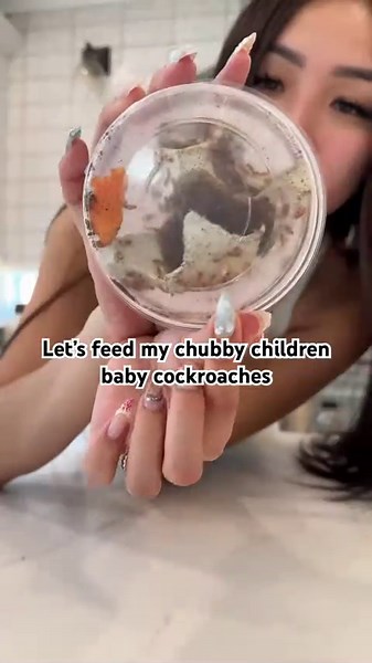Feeding rainfrogs their favorite baby cockroaches