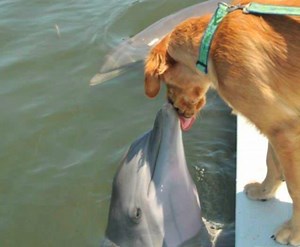 This Dog-Dolphin Friendship Story Will Be the Best Part of Your Week