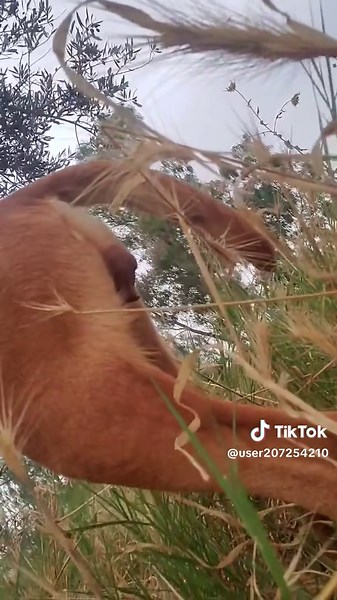 Donkey Meeting: What Happens at Animal Gatherings