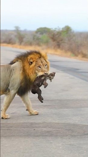 #shorts Brutal Huge Male Lion killing Baby Hyena