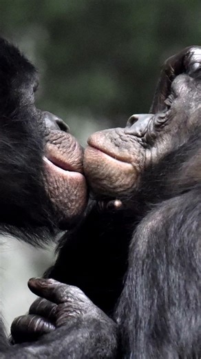 【衝撃】平和すぎる猿「ボノボ」の解決方法が禁断すぎた…#禁断アニマルラボ #ボノボ #動物の生態 #雑学 #ショート動画