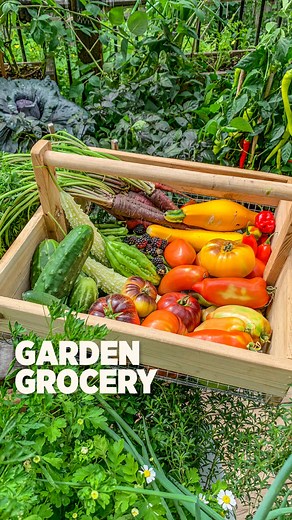 7.2M views · 10K reactions | Bonus carrots are great, so I always sprinkle a few seeds in pepper containers when transplanting #gardening #harvest #beautifulnature #asmr #fbreelsvideo | Plantedinthegarden | Facebook