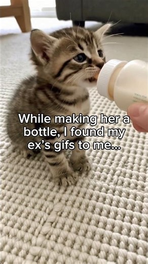Cheating Ex and A kitty Surprise #animals #wholesome #nature #animal