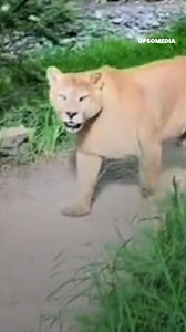 The puma: good afternoon, please be careful... There are dangerous animals out here! 😂 | Meow Meow