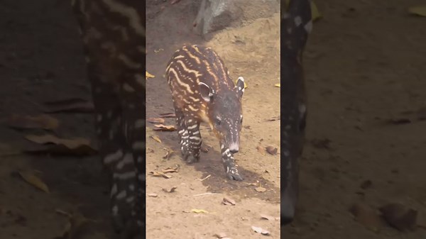 Baby Tapir Having Fun: An Adorable Wildlife Moment