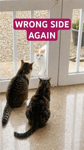 You fix it… and it’s still wrong 😅 Feline Countdown 🐾 #CatCentralNetwork #Cats #Shorts