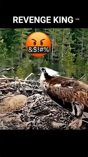 CROW V'S Eagle revenge #eagle #ytshorts