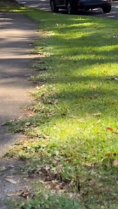 3.6K views · 102 reactions | Why I love the FCS-KM Edger from #Stihl | All About Grass and Gardens | Facebook