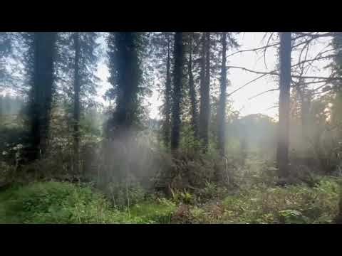 Beautiful woodland wildlife, birds and sounds