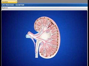 Life Processes - 6 Video Lecture | NCERT Video Summary: Class 6 to Class 12 (English) - UPSC