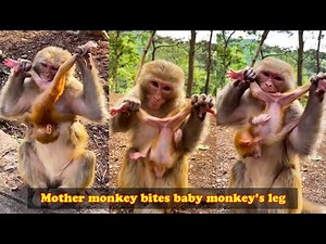 Mother monkey holds baby monkey and gnaws baby monkey's leg, mother monkey treats her baby badly