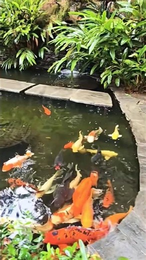 Goldfish swimming in the pond |Relaxing Nature Video fish