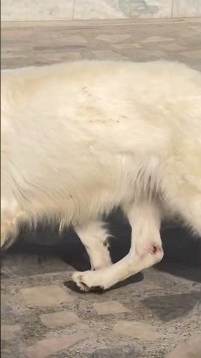 White German shepherd female dog. #germanshepherd #whitegermanshepherds #gsdindian