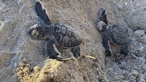 Sea turtle nests break records on US beaches, but global warming threatens their survival