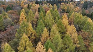 10K views · 55 reactions | They built Britain’s timber industry with chainsaws in hand — now their story’s being told.  British Hand Cutters is brought to you by Forestry Journal contributor Joseph Godfrey. Watch the full episode next Saturday on The Log Burners Lounge YouTube channel. The Log Burners Lounge | Forestry Journal | Facebook