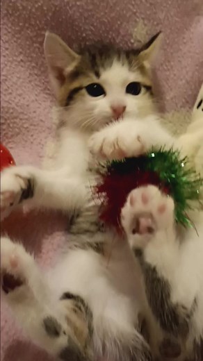 Puddle Kitten | Quality of Life Rehab & Foster, Inc.