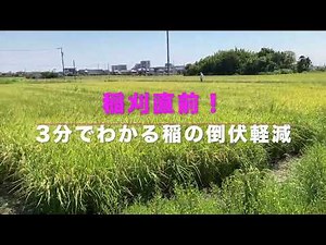 「稲刈り直前！3分でわかる稲の倒伏対策」良き農業ライフを！