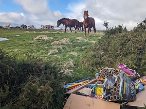 The Animal Welfare Act challenged over powers in firework incidents