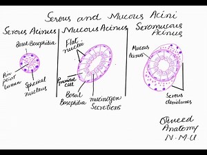 learn to make serous mucous and seromucous acini