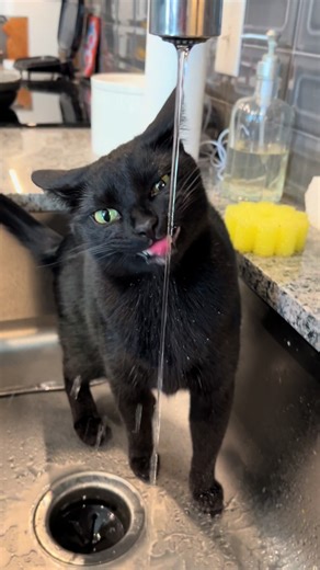 Mmm the sinky watie good #cat #cats #blackcat #catlove #catlover