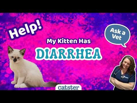VET ANSWER: 8 Week Old Kitten With Diarrhea