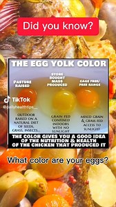 🥚🌈 Unlock the mystery behind egg yolk colors! Explore the fascinating world of yolks and learn what different shades can tell you about your eggs 🐣 #EggYolkColors #EggFacts #FunFoodScience 📹 @dailyhealthtips_ | Health Awareness Now