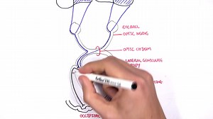 【中英字幕】视神经传导 神经科学 visual Pathway and Lesions