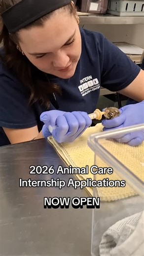 NoCo Wildlife Center on Instagram: "Are you passionate about wildlife and interested in gaining hands-on experience in a licensed wildlife rehabilitation setting? Applications for our Spring Animal Care Internship at Northern Colorado Wildlife Center are officially open! This immersive internship offers: • Direct, hands-on animal care • Exposure to wildlife medicine and rehabilitation practices • Experience working alongside licensed rehabilitators and veterinary professionals • Opportunities to