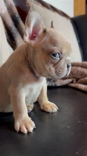 Blue fawn frenchie