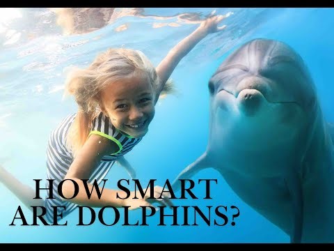 How Smart Are Dolphins?