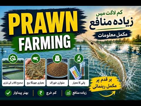 Shrimp Farming Guide