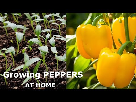 Growing Bell PEPPERS at Home in the Open Field