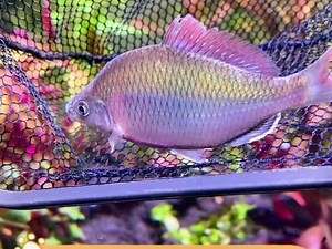 鱼友老铁，和你分享三种鳑鮍鱼的养殖技巧。你觉得还有哪些技巧，欢迎沟通交流！🎉#水族 #观赏鱼 #鳑鲏 #原创 #抖音小助手