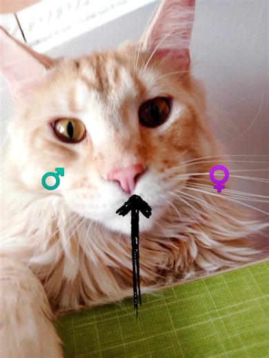 DJ SORROW on TikTok