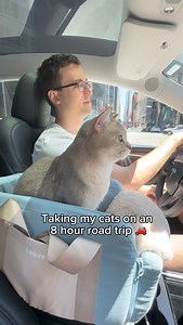 810K views · 10K reactions | Louie made enough biscuits to feed a city while Todd slept the whole time. Their pet console booster seat is linked in our Amazon storefront. For those wondering about their bathroom routine, Louie did use the portable litter box once which we kept open in the trunk for them to use whenever the need be. #cats #carride #roadtrip #cutecat #adventurecat #travelcat #catlovers #reels #viral #neko #kucing | Louie & Todd | Facebook