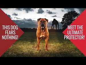 Meet the Rhodesian Ridgeback The Ultimate Guard Dog for Protection!