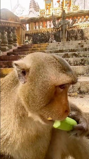 Hungry Macaque Enjoys Fresh Fruits | Pure Relaxation ASMR#Shorts#ASMR