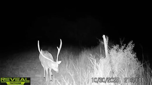 Busted brow axis buck, working the edge of a klien grass field in the cover of darkness! We hunt these tasty trophies day and night! What ever it takes! | Millers Outdoor Adventures