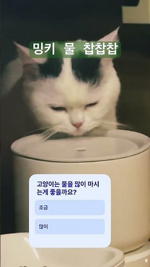 밍키의 물먹방 찹찹찹