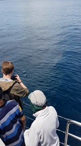 6.7K reactions · 33 shares | One of the AWADS crew managed to capture this awesome video of a whale demonstrating what is "pro-bubbly" a bubble net feeding in progress! 﫧 To concentrate and encircle their prey, the whale creates a visual barrier of bubbles from their blowhole around the prey (likely fish) before lunging through the middle to consume them  | Auckland Whale & Dolphin Safari | Facebook