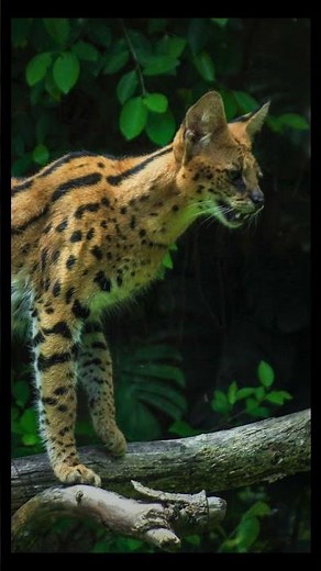 🐆 Serval cat: graceful, wild, spotted, tall, swift, alert, elegant, powerful, curious, African.